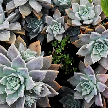 X'inhu Echeveria?