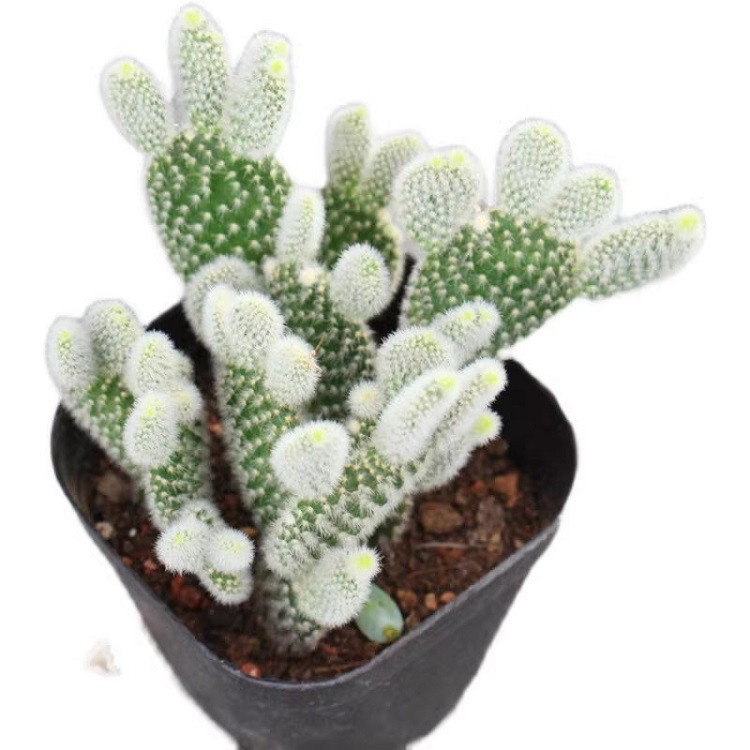 Opuntia Microdasys Var. Albispina