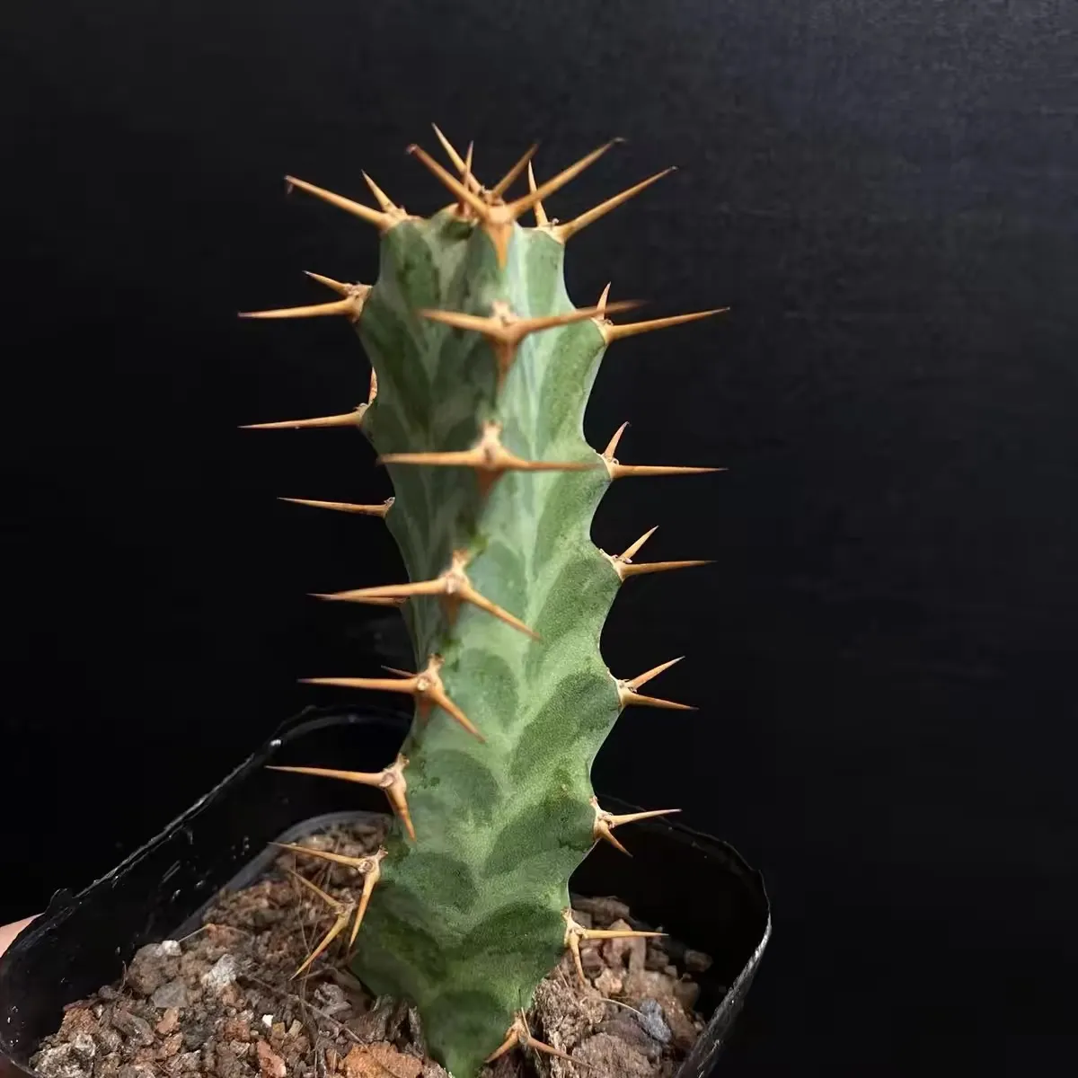 084a1fb3ce18173d4a1af68a16de9d1 084a1fb3ce18173d4a1af68a16de9d1