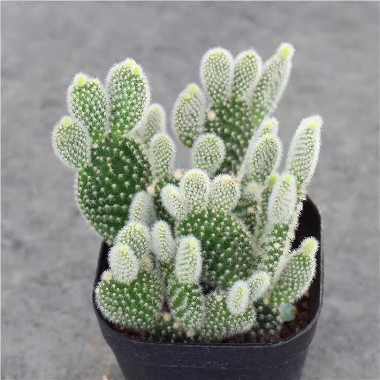 product-750-750